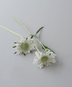 스카비오사 봄꽃 생화